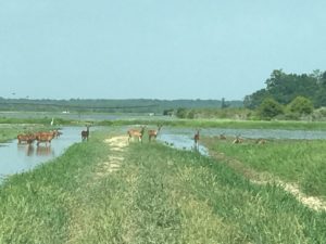 picture-of-misplaced-deer-yazoo-backwater-project